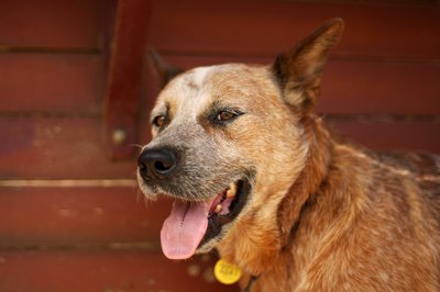 Mark Kolbe/Getty Images News/Getty Images Blue heeler parents know they need to be prepared for shedding season.