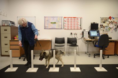 Jeff J Mitchell/Getty Images News/Getty Images An elkhound's curled tail will be light gray underneath and black on top.