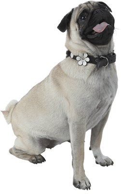 Photos.com/PhotoObjects.net/Getty Images Don't let the seated position fool you, this pug's tail looks the same standing up.