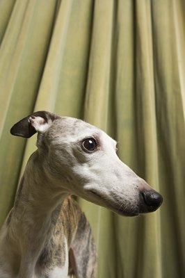 Image Source/Photodisc/Getty Images Griseofulvin treats canine skin and coat fungal infections.