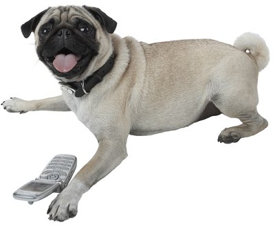 Photos.com/PhotoObjects.net/Getty Images The pug's curly tail adds to his distinctive, clown-like appearance.