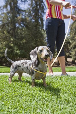 Brand X Pictures/Brand X Pictures/Getty Images Keep your dachshund's teeth clean.