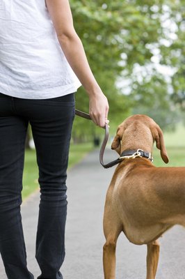Jupiterimages/Polka Dot/Getty Images Match your dog's leash to the situation.