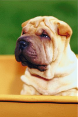 Jupiterimages/Photos.com/Getty Images Bath-time can feel like torture-time for some dogs.
