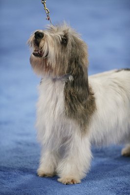 Getty Images/Getty Images Publicity/Getty Images Petit basset griffon Vendeens are known for their long, rough coats.