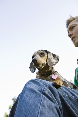 Brand X Pictures/Brand X Pictures/Getty Images Dachshunds adapt to most living conditions.