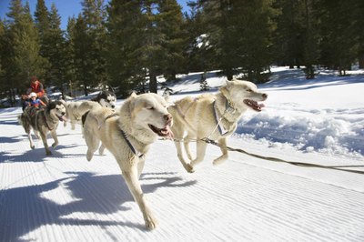 Thinkstock/Stockbyte/Getty Images Veterinarians examine the dogs at checkpoints throughout the Iditarod.