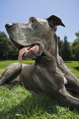 Brand X Pictures/Brand X Pictures/Getty Images Dogs can be infected with heartworm disease easily, so annual heartworm testing is recommended.