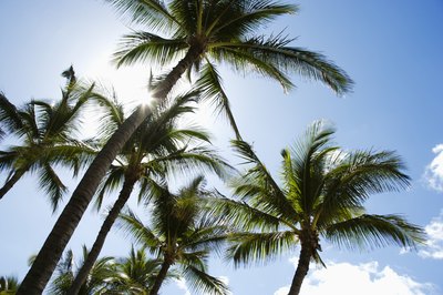 Creatas Images/Creatas/Getty Images Are the berries found on some palm trees dangerous for dogs?