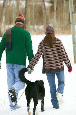 Photos.com/Photos.com/Getty Images Border collies are very prone to sensory neuropathy.