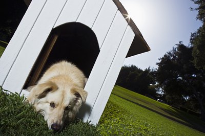 Brand X Pictures/Stockbyte/Getty Images A well-made dog house is a place for a dog to relax after a long day of burying bones.