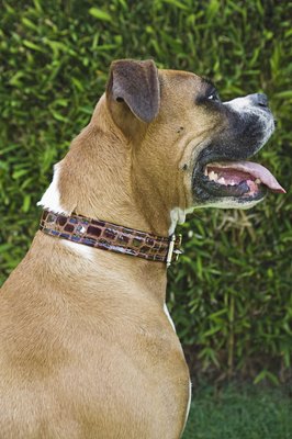 Brand X Pictures/Brand X Pictures/Getty Images Examine your dog's mouth regularly and report any changes to your vet.