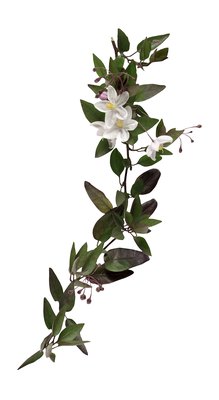 Brand X Pictures/Brand X Pictures/Getty Images The flowering potato vine's flowers may be white or blue.