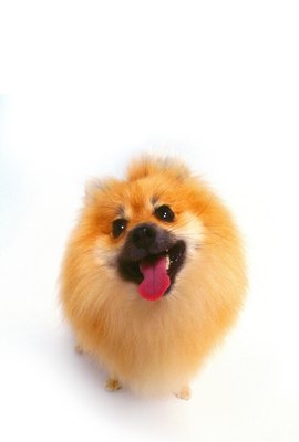 George Doyle/Stockbyte/Getty Images Pomeranians are a toy breed with double coats.