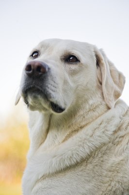 Jupiterimages/Photos.com/Getty Images It is unlikely that your dog food is causing your dog to shed more.