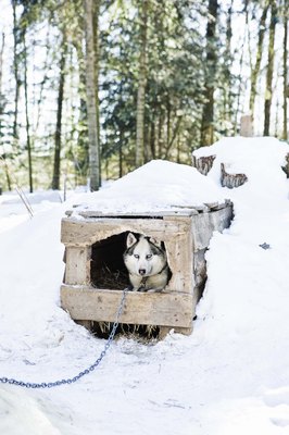 Jupiterimages/Stockbyte/Getty Images During winter months, a piece of flexible plastic covering the doghouse door will protect dogs from the wind.