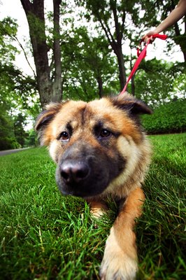 Thinkstock/Comstock/Getty Images A dog's sense of smell can diminish with age.