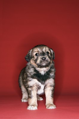 new puppy whining why does my new puppy whine so much care the daily puppy new puppy whining why does my new puppy whine so much care the daily puppy