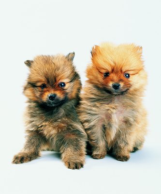 Photodisc/Photodisc/Getty Images Even the cute fluffy ones fight sometimes.