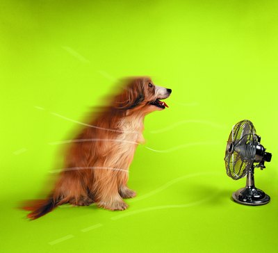Photodisc/Photodisc/Getty Images A nice breeze helps keep your dog cool.