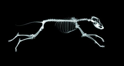 Digital Vision./Digital Vision/Getty Images In lordosis, a swayback curvature replaces this natural straight spinal formation.