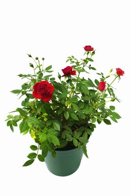 Stockbyte/Stockbyte/Getty Images Are your potted plants not looking this pretty anymore, thanks to Doggie?