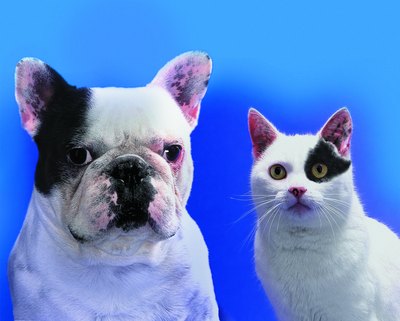 Photodisc/Photodisc/Getty Images Adult dogs need 38 daily nutrients, and adult cats need 40.