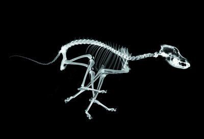 Digital Vision./Digital Vision/Getty Images Osteopenia, or reduced bone density, increases your dog's risk of fractures.