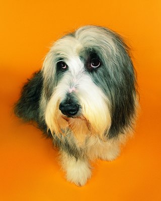 Photodisc/Photodisc/Getty Images Friends call him the "beardie."