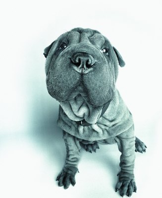 Photodisc/Photodisc/Getty Images Shar-Peis are particularly vulnerable to pigment-changing skin disorders.