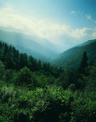Stockbyte/Stockbyte/Getty Images Black mouth curs might have come from the Tennessee mountains.