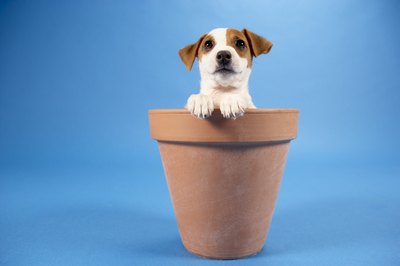 BananaStock/BananaStock/Getty Images Don't leave your pooch alone with ropes of any kind.