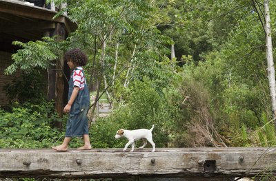 Jupiterimages/BananaStock/Getty Images Many newly spayed dogs want to go out and play before it's safe for them.