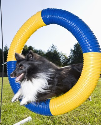 Apple Tree House/Photodisc/Getty Images Shelties tend to excel at agility.