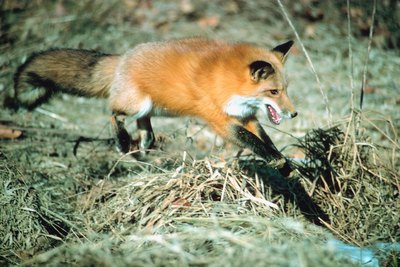 Jupiterimages/Photos.com/Getty Images Foxhounds run swiftly after agile red fox.