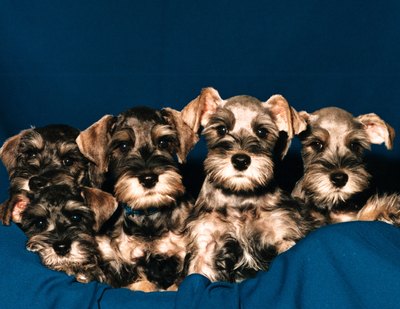 Jupiterimages/Photos.com/Getty Images Puppies should be treated for hookworm by the age of 2 weeks.