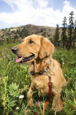 Jupiterimages/Comstock/Getty Images Golden retrievers are prone to hypothyroidism.