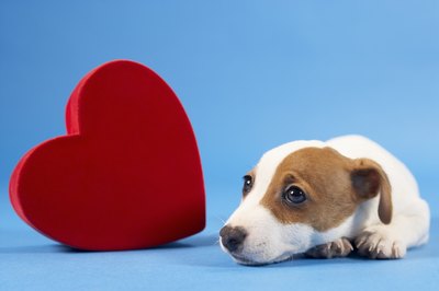 BananaStock/BananaStock/Getty Images Your dog's heart rate gives you important information about his health.