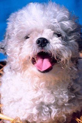 Jupiterimages/Photos.com/Getty Images Brown discoloration around the mouth is common on light-colored dogs.