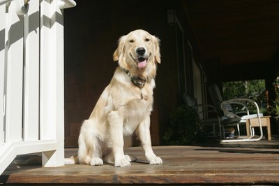 Jupiterimages/Comstock/Getty Images "I smile, because I'm a happy dog."