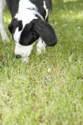 Jupiterimages/Photos.com/Getty Images Most average 1-year-old dogs need five potty breaks a day.