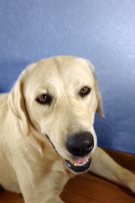 Thinkstock Images/Stockbyte/Getty Images Male dogs often aren't too pleased around whelping females.