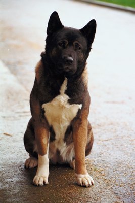 Jupiterimages/Photos.com/Getty Images Akitas often have strong, independent personalities.