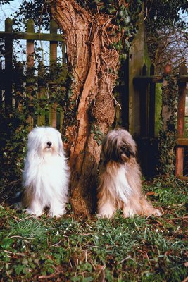 Jupiterimages/Photos.com/Getty Images Enclosing your backyard properly will keep your dog happy and safe.