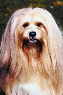 Jupiterimages/Photos.com/Getty Images Lhasa apsos are light shedders but they require lots of grooming.