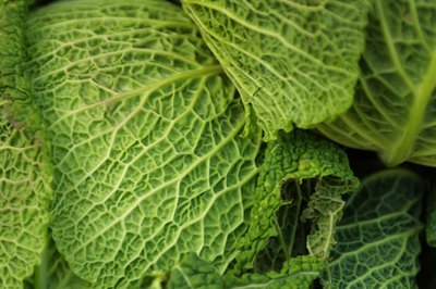 Photos.com/Photos.com/Getty Images Breathe easy -- cabbage is safe for canines.