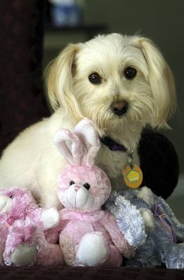 Jupiterimages/Photos.com/Getty Images "How about getting me a real bunny friend?"