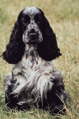 Jupiterimages/Photos.com/Getty Images Spaniels today, such as this English cocker spaniel, are great pets, but they still enjoy outdoor activities.