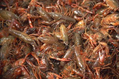 Jupiterimages/liquidlibrary/Getty Images If your pooch dines on raw crayfish in the pond, he may be at risk for P. kellicotti infection.