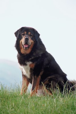 Jupiterimages/Photos.com/Getty Images The Tibetan mastiff may be the Caucasian shepherd's oldest living relative.